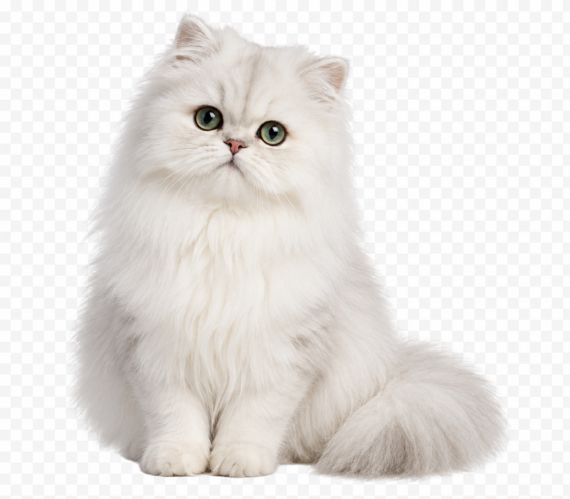 Todo para gatos